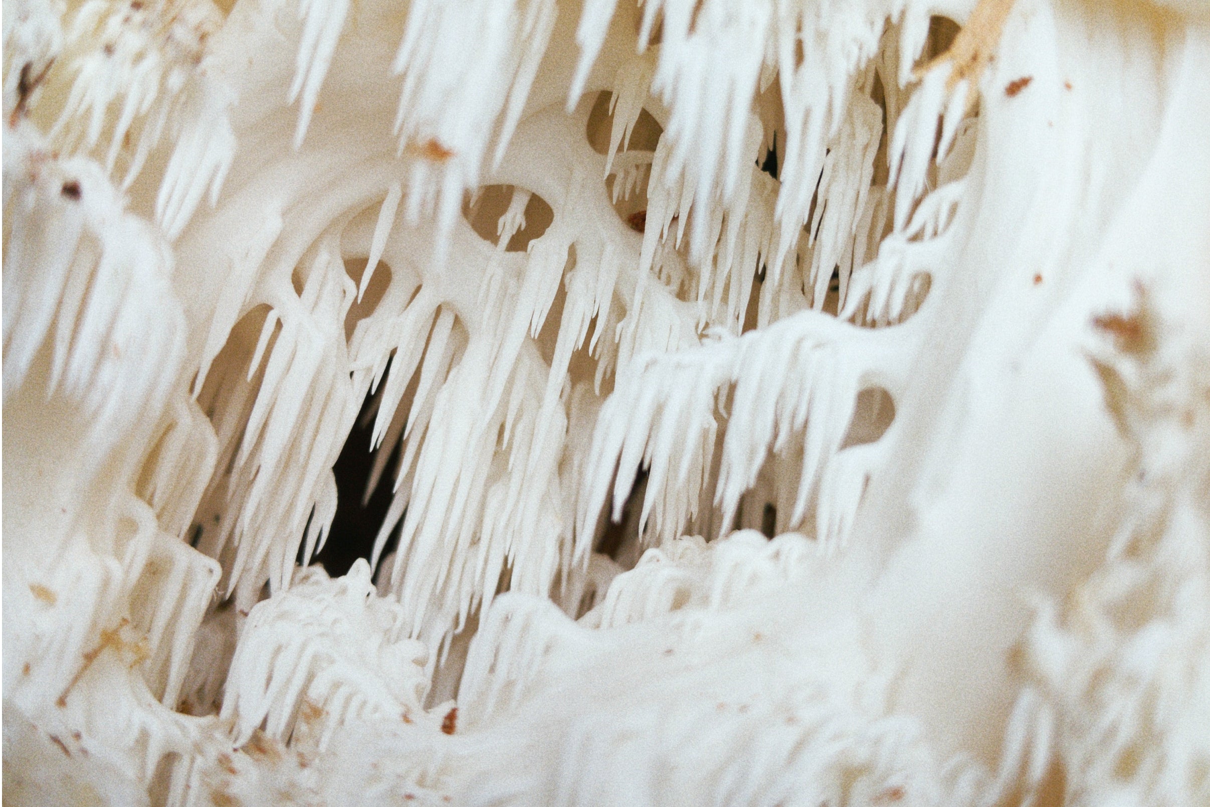 Lion’s Mane Mushroom: The Potential Brain-Boosting, Cancer-Fighting Powerhouse