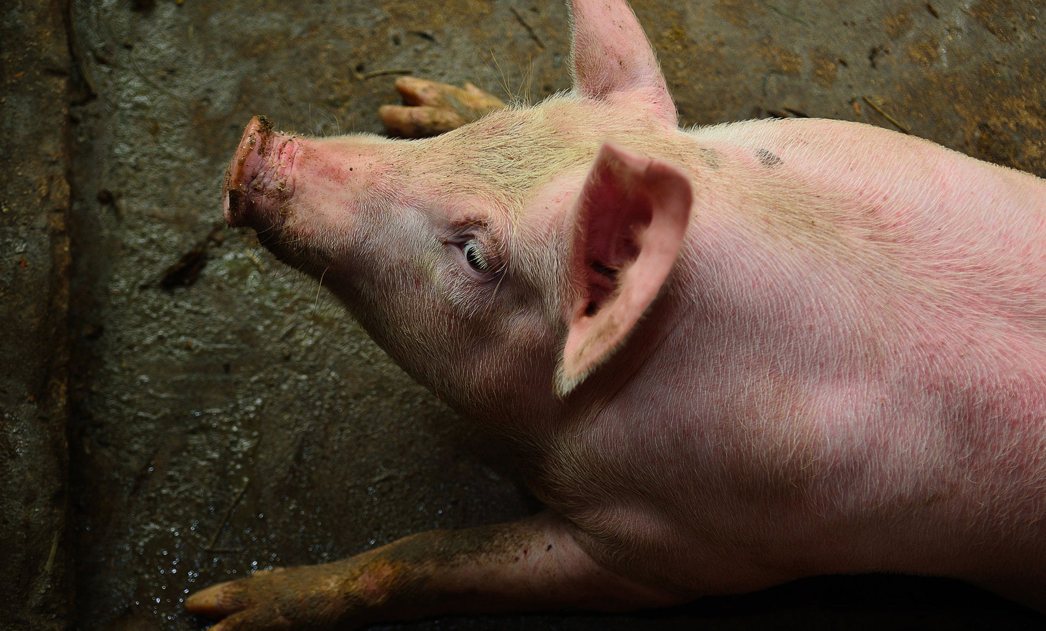 The Great Pork Debate