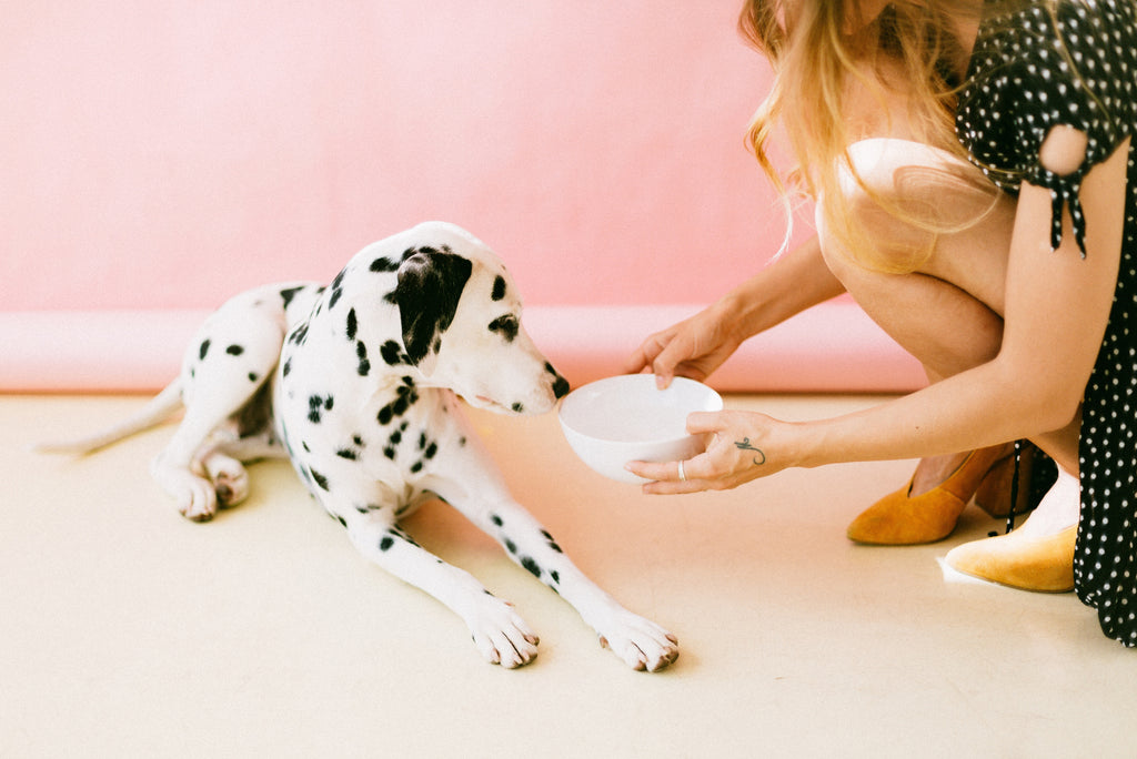 Why is My Dog Not Drinking Water? and What You Can Do DYLN